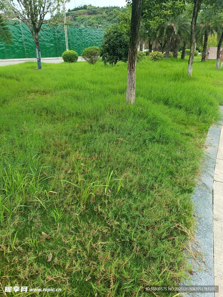 绿意盎然的公园草地小径