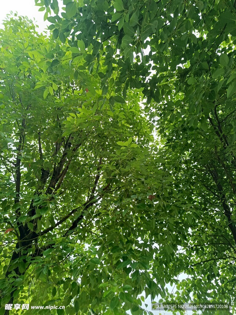 仰视翠绿繁茂的树冠