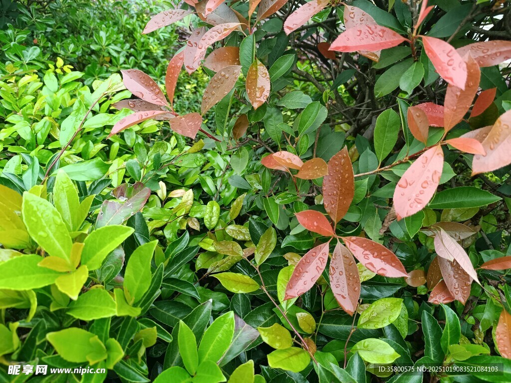 多彩叶片植物景观