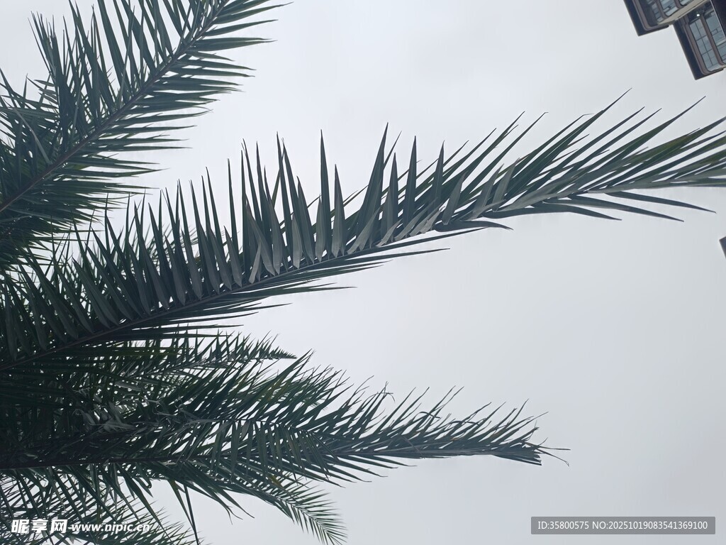 翠绿棕榈叶特写