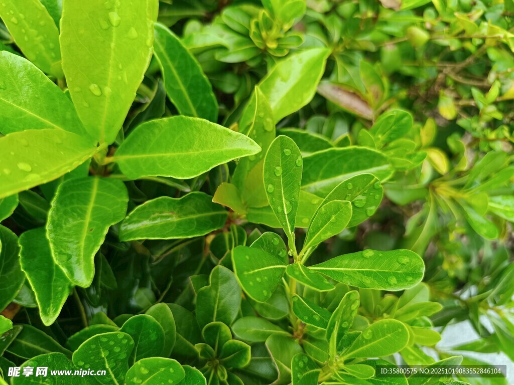 翠绿繁茂的生机植物