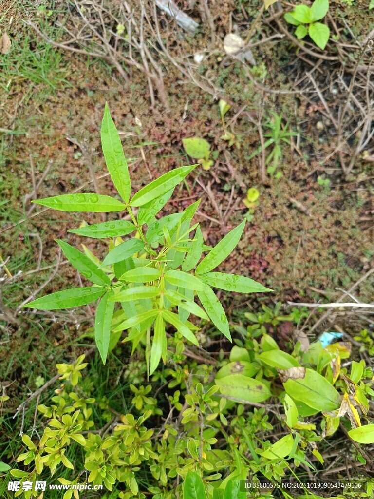 嫩绿植物生长于泥土间