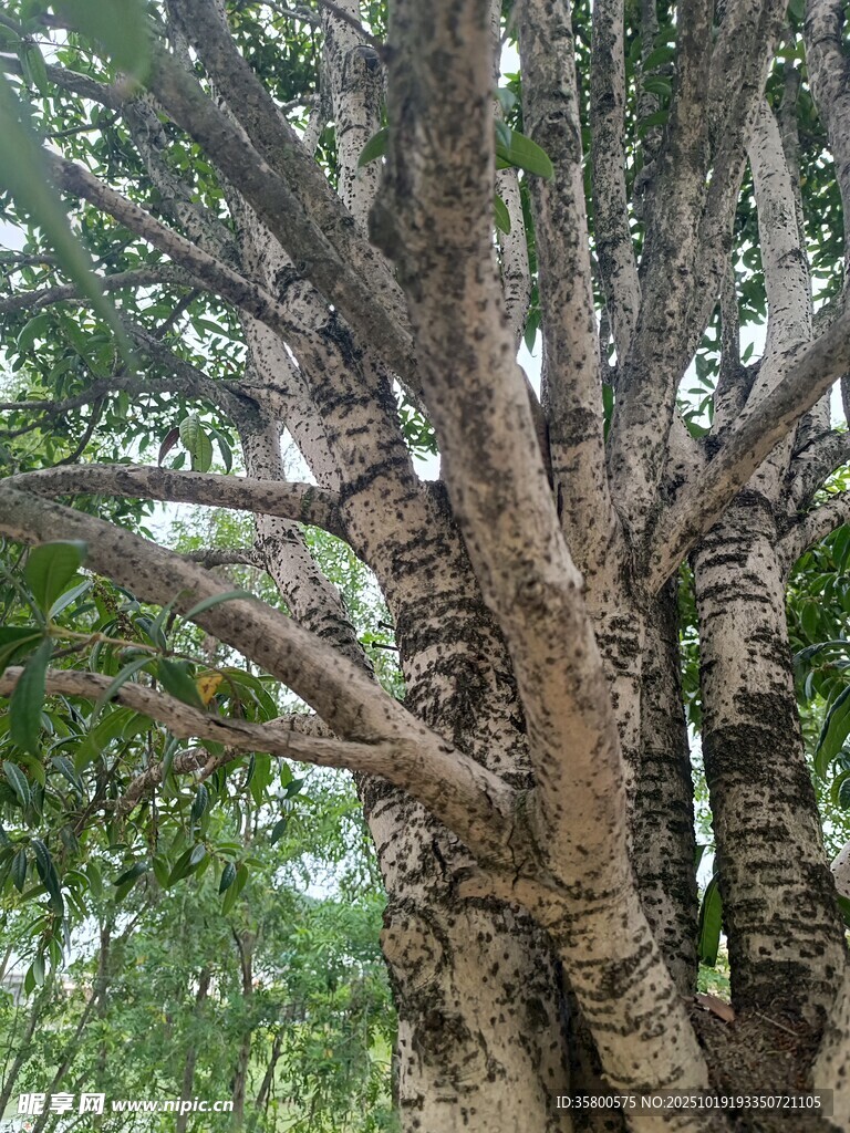 粗壮树干与繁茂枝叶