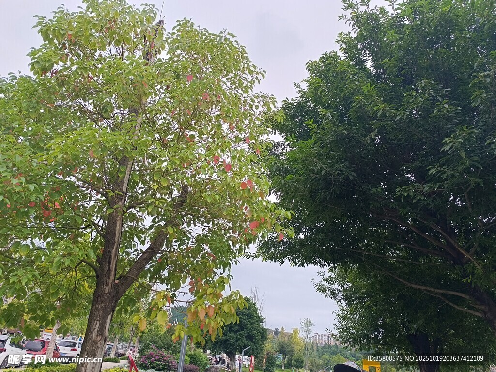 夏日绿树成荫的户外景致