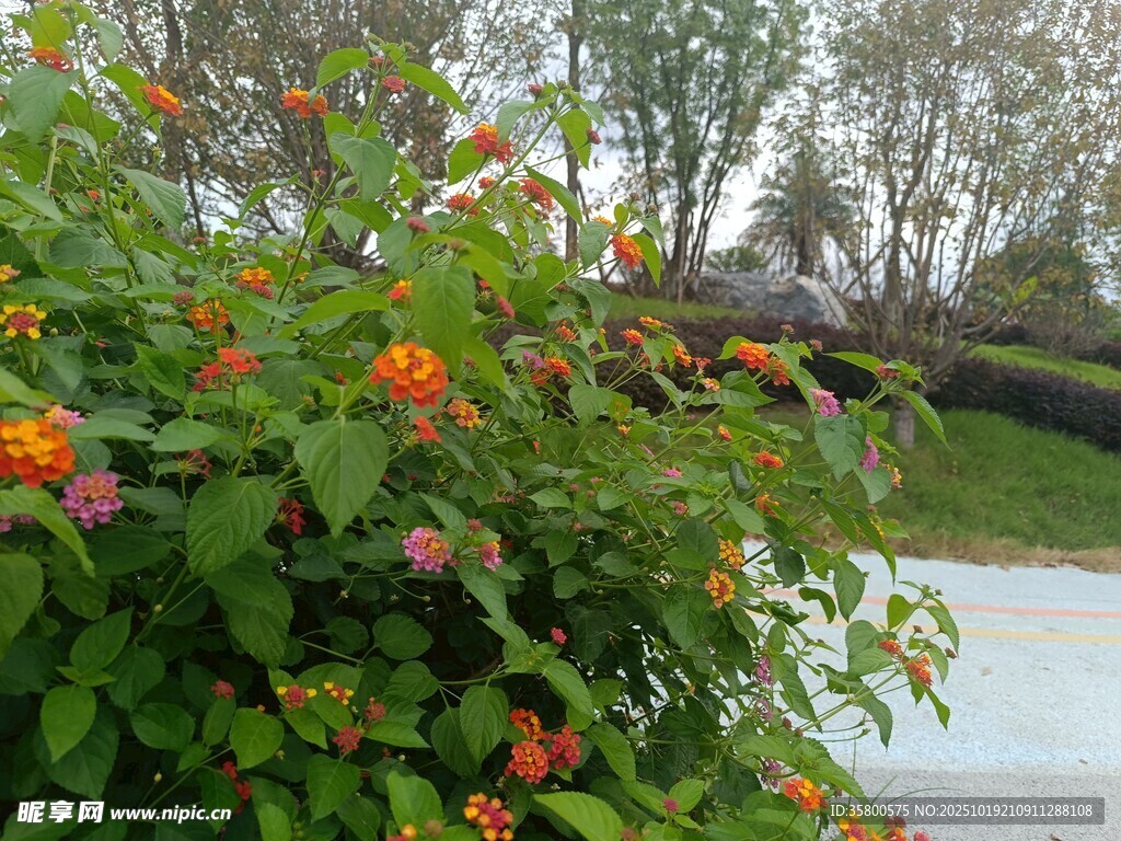 路边盛放的多彩花卉