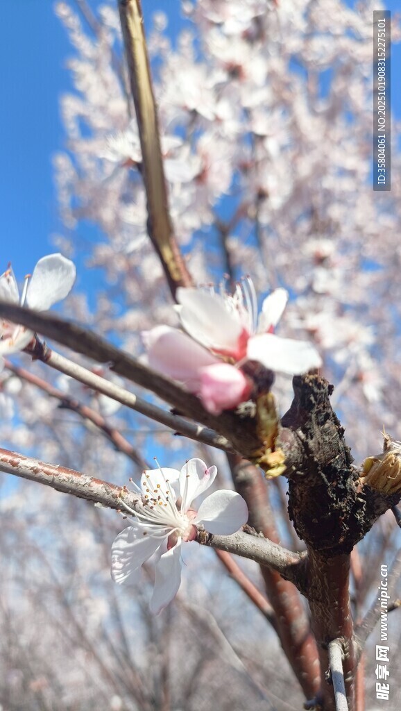 枝头绽放的粉嫩桃花