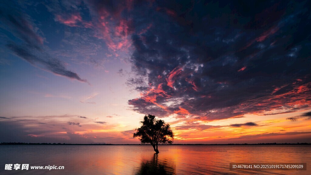 夕阳下孤树映于水面