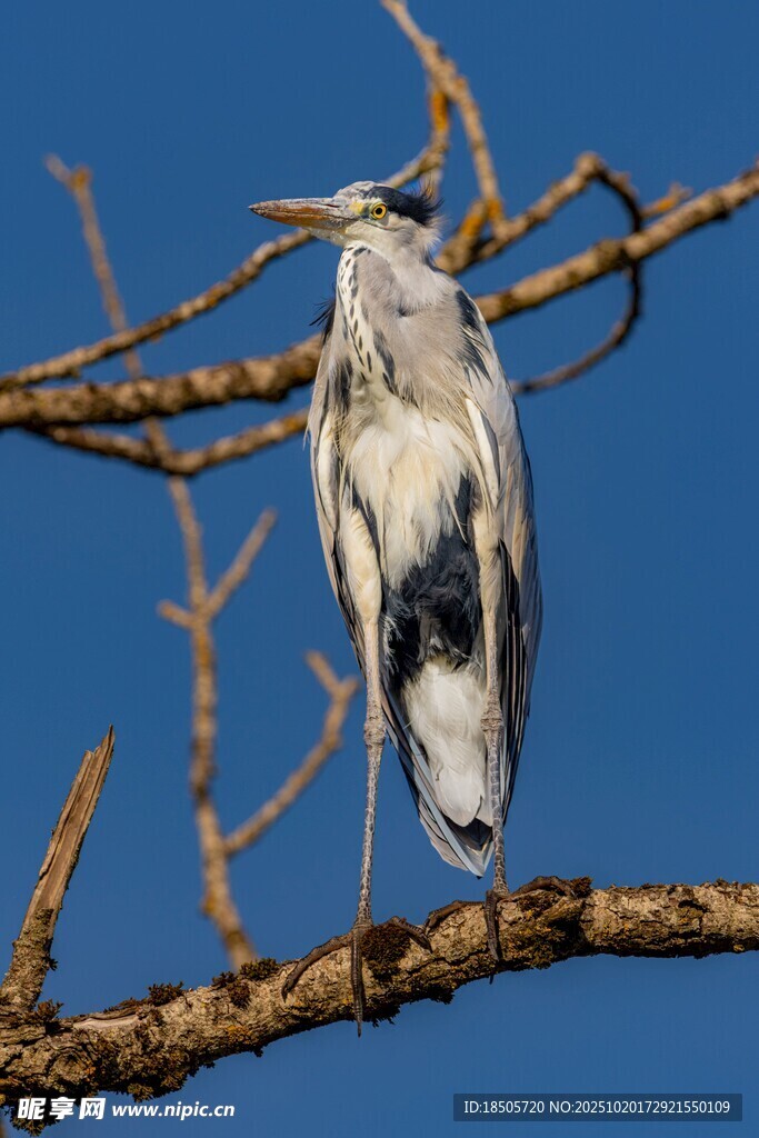 枝头静立的灰鹭