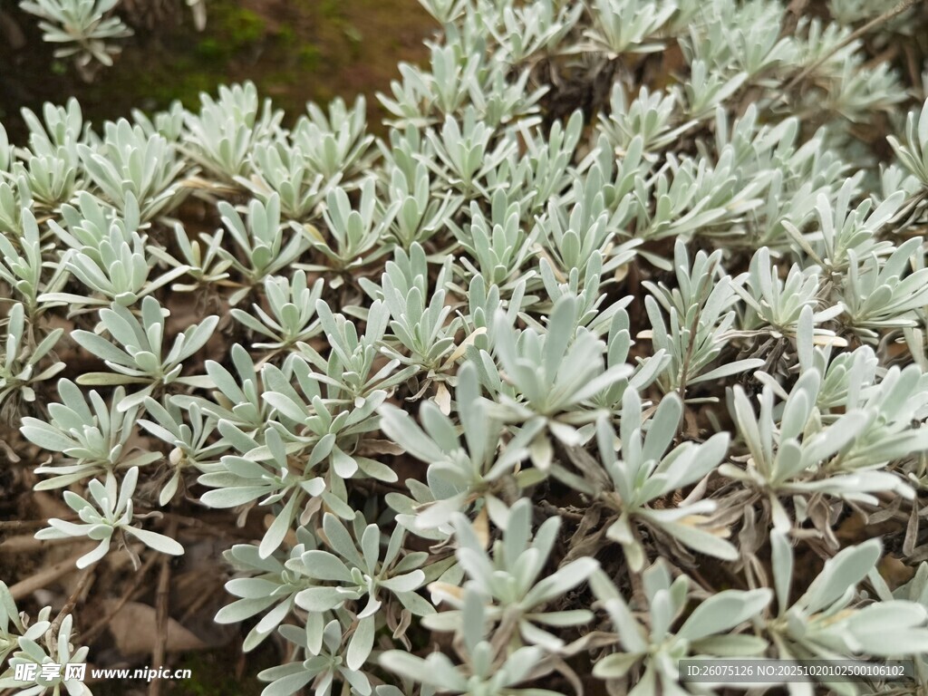 银叶植物特写