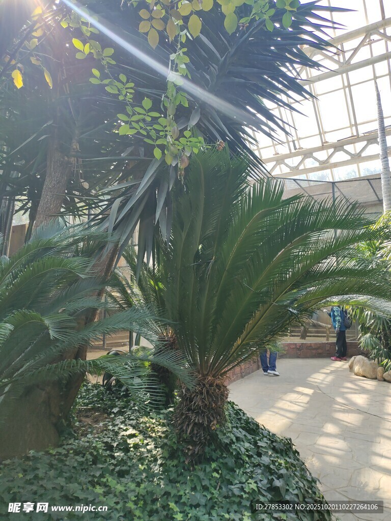 温室中的繁茂绿植景观