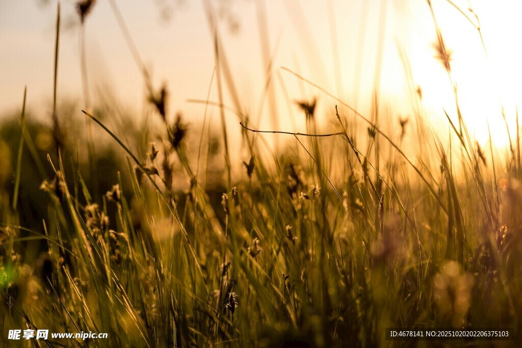 夕阳下的草地美景