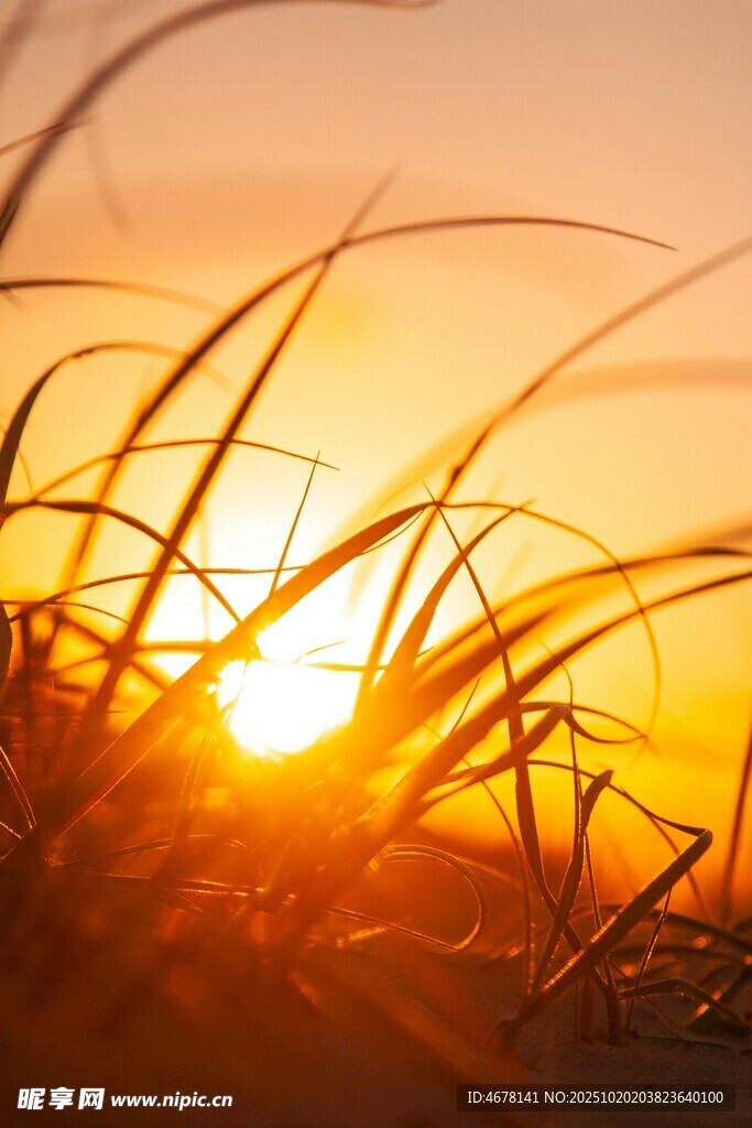 夕阳下的草影