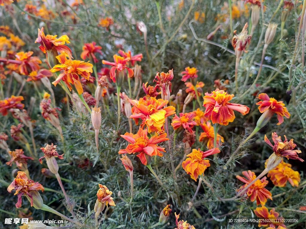 绚烂多彩的花丛绽放
