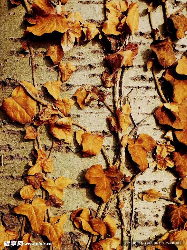 秋日枯叶附于斑驳树干