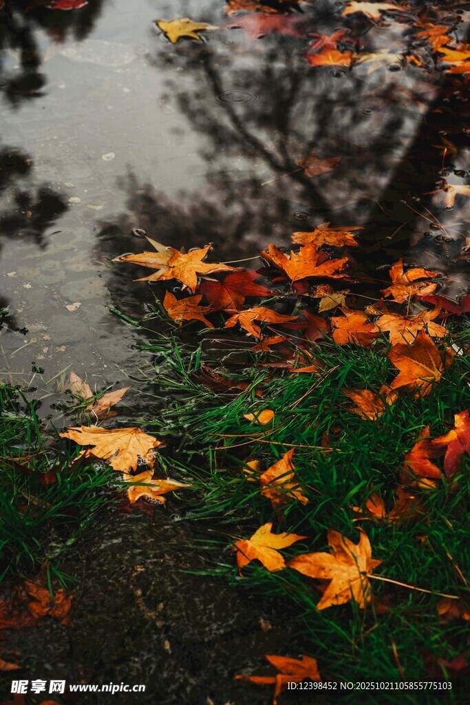 落叶铺地的秋日静谧景象