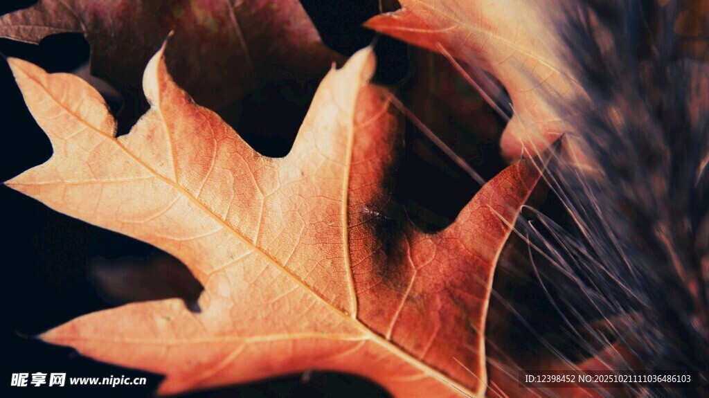 秋日枫叶特写