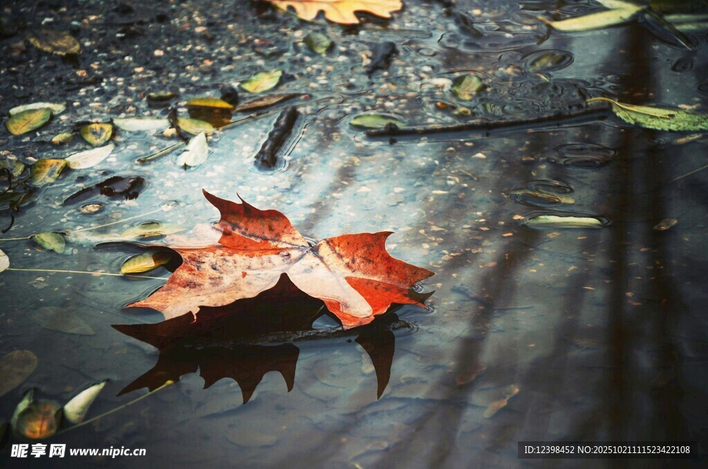 水中红叶