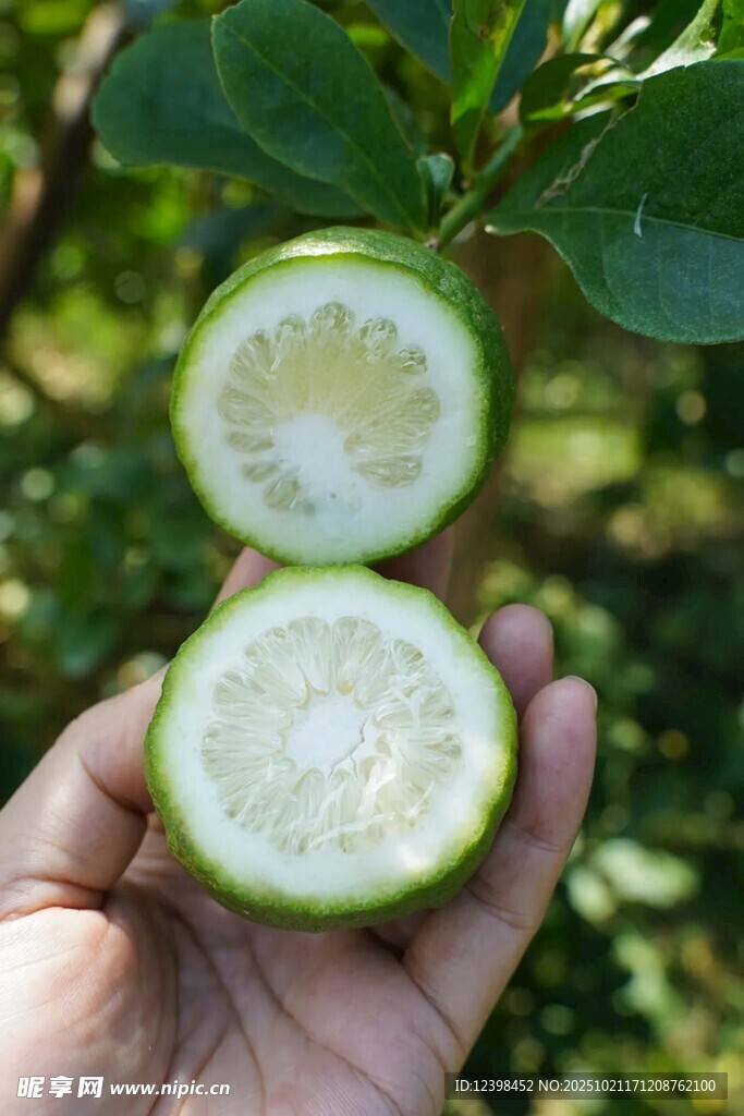 手捧切开的青绿色水果