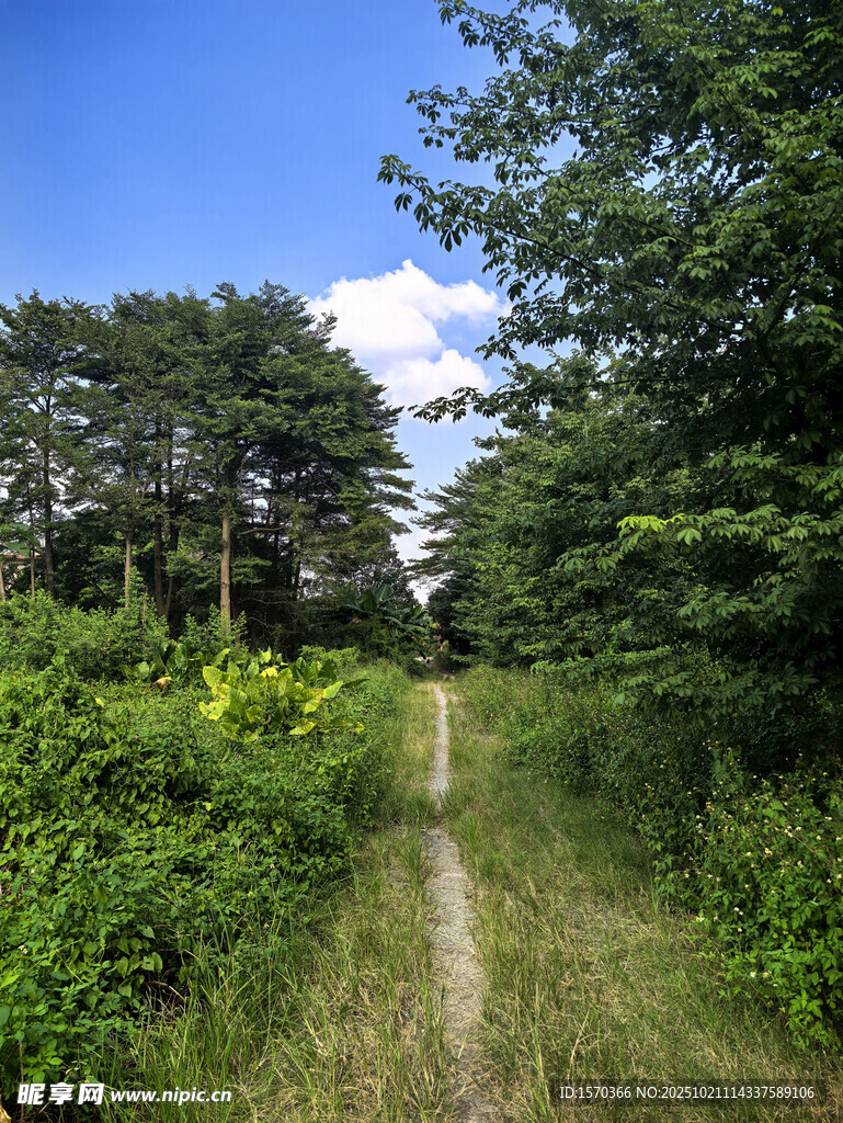 林间小径 绿意盎然的自然路