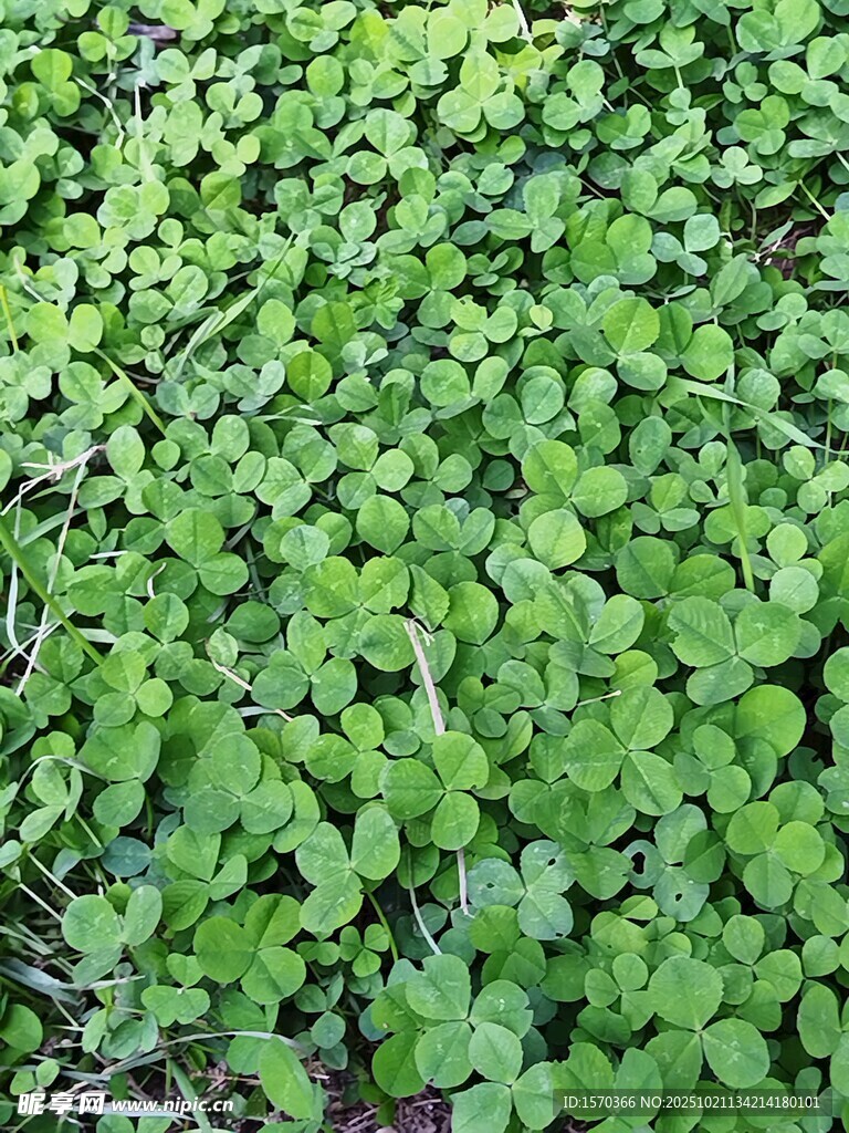 翠绿繁茂的绿植景观