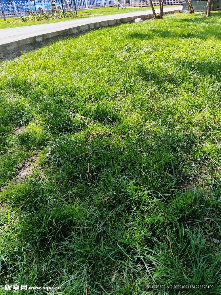 阳光下的翠绿草坪