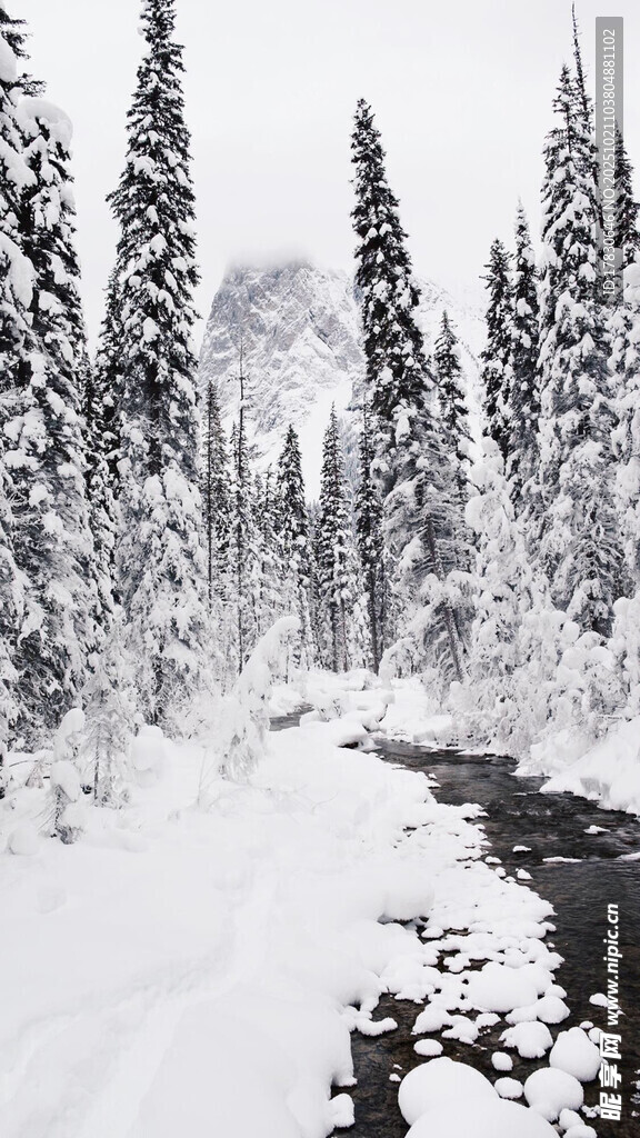 冬日雪林小道美景