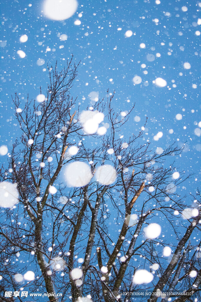 飘雪时节的光秃树枝
