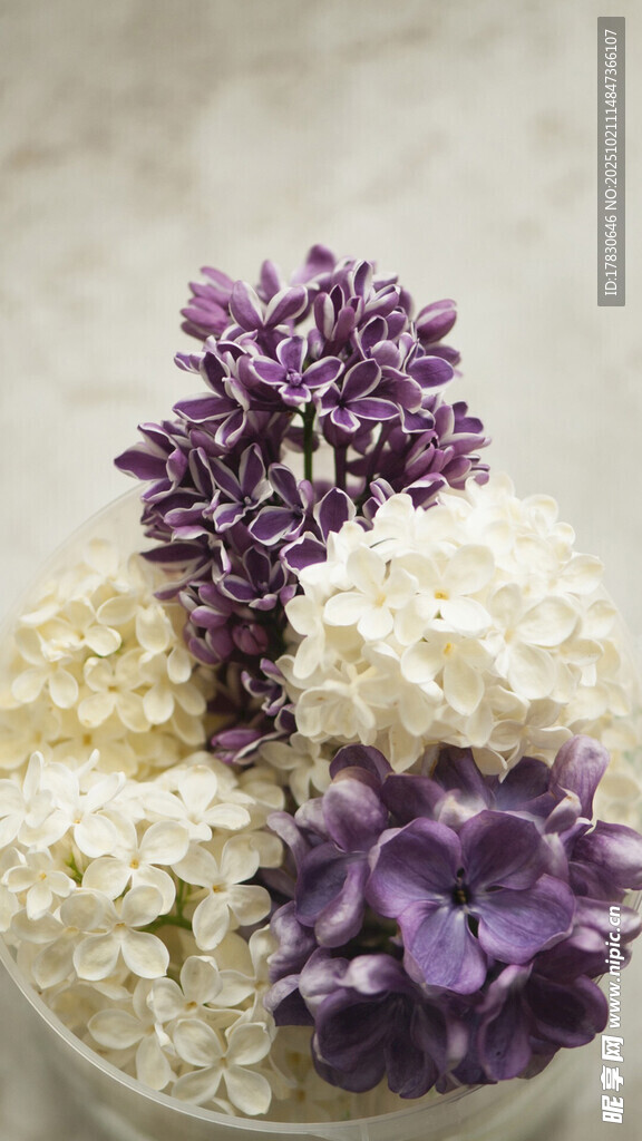 紫白绣球花静物摆拍