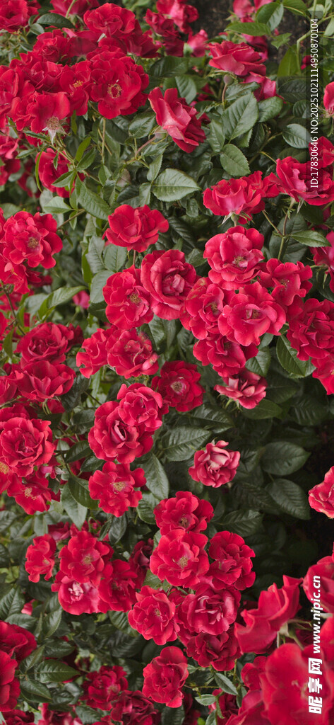 鲜艳红花朵绽放