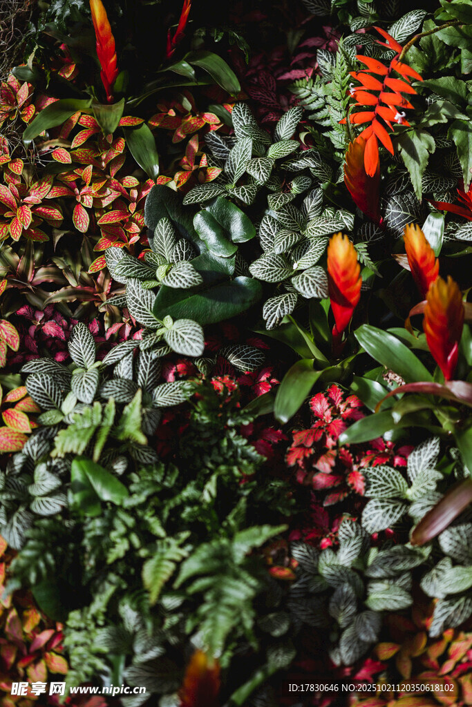 多彩辣椒植株特写