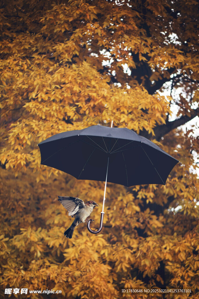 秋日撑伞漫步于金黄林间