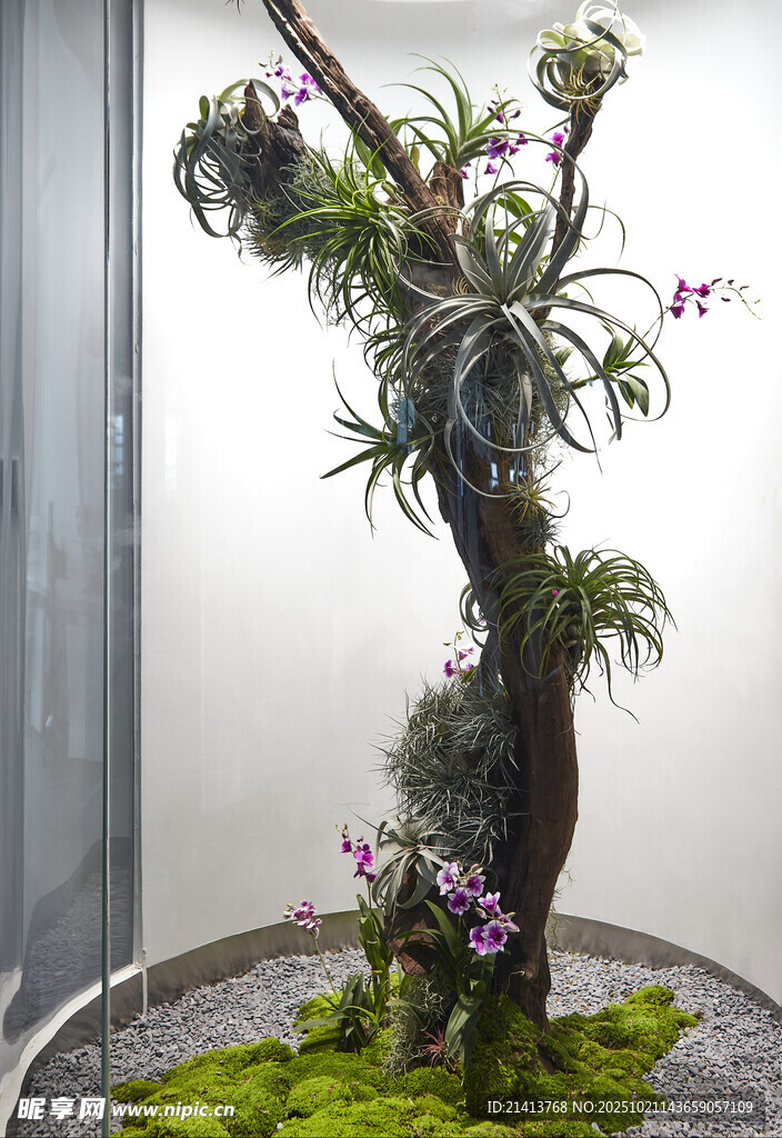 室内兰花树景装饰艺术