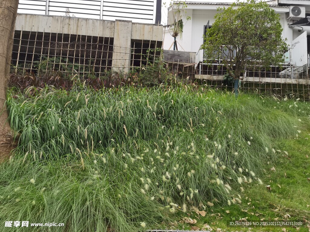 庭院中的葱郁花草