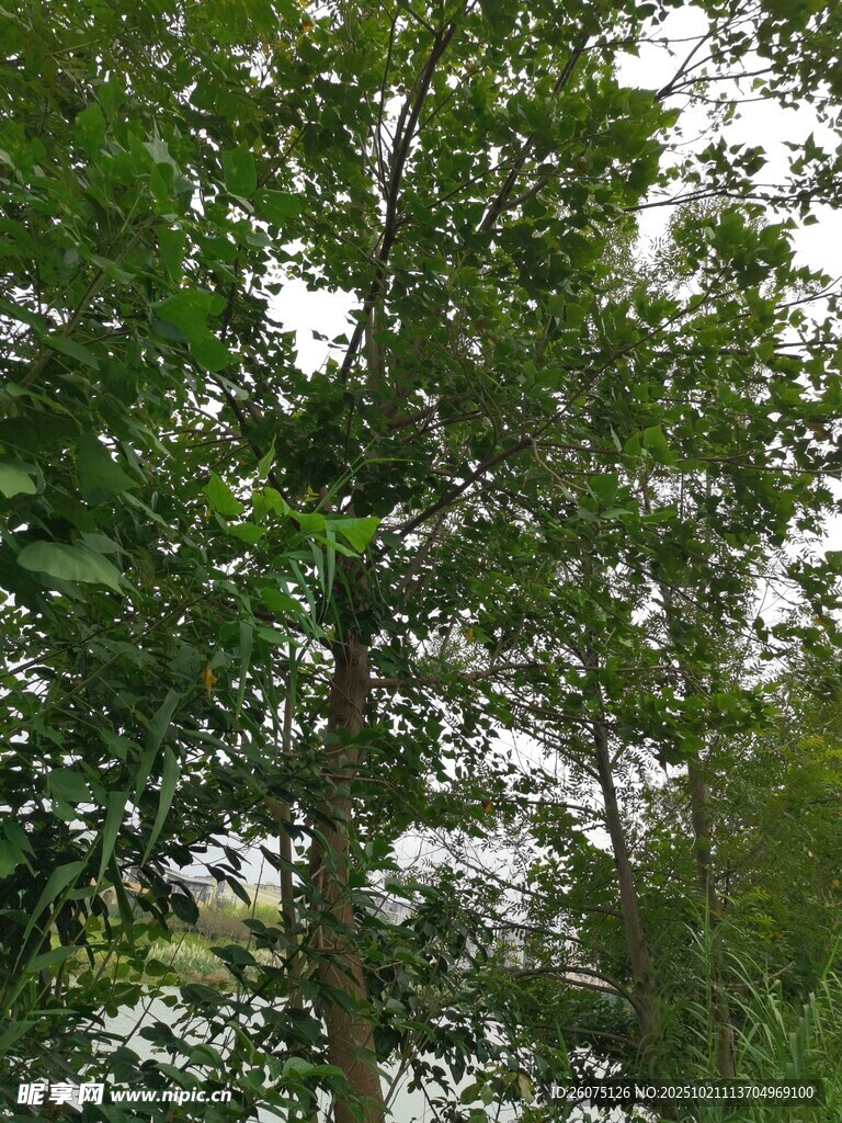 茂密树林绿意盎然