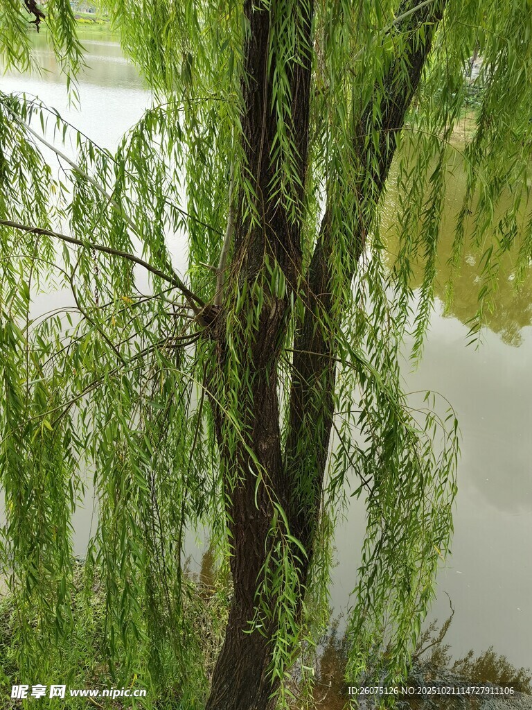 垂柳映水的静谧景致