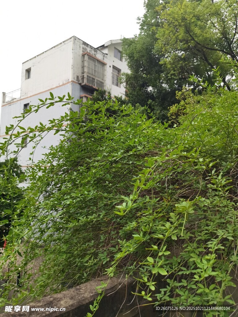 被绿植覆盖的老旧建筑