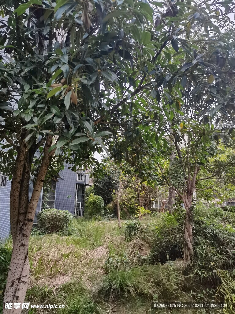 林间小屋静谧自然景象