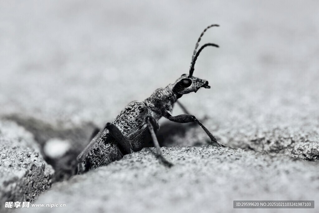 黑色长角甲虫特写