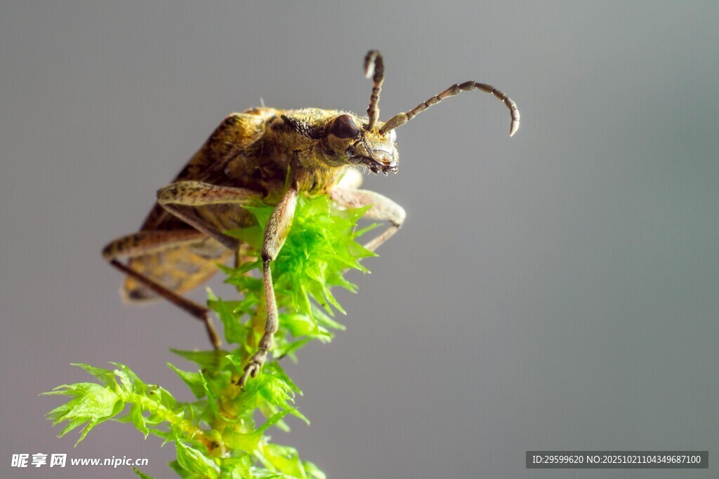 栖息于绿植上的奇特甲虫