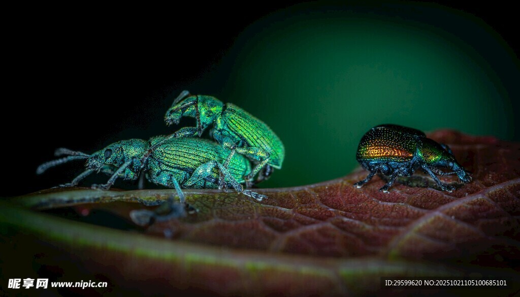 螳螂捕食甲虫瞬间