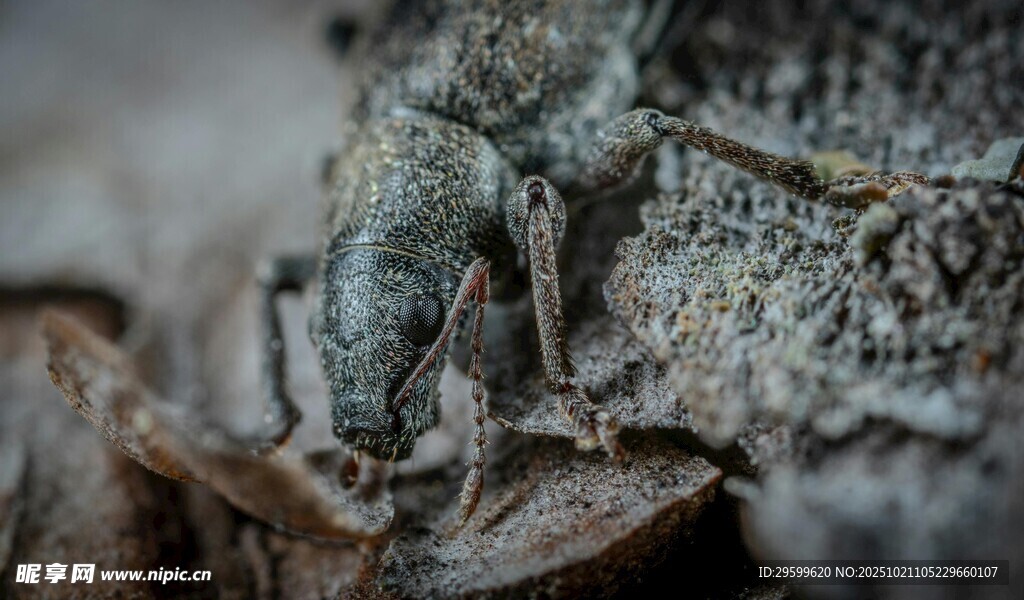 岩石上的神秘昆虫