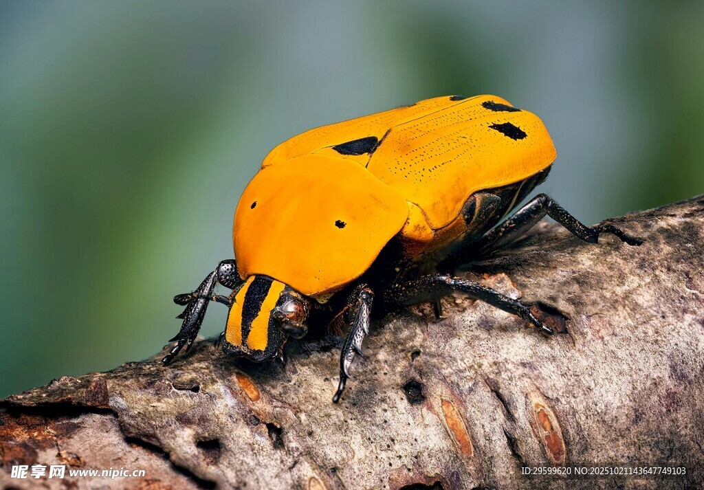 橙色斑点甲虫栖息于树枝