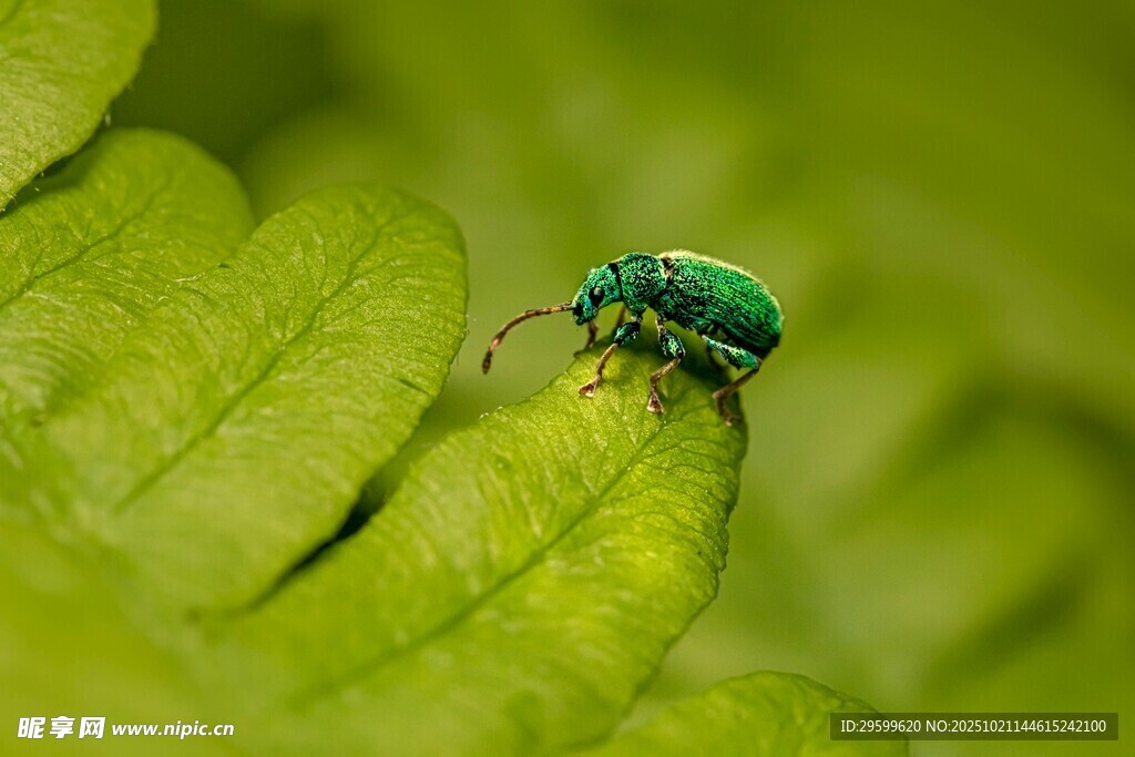 绿叶上的绿色甲虫