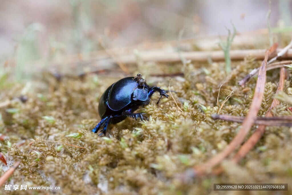 草地上的黑色甲虫