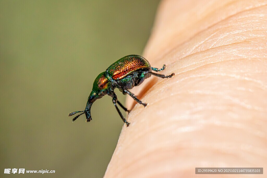 手背上的多彩甲虫