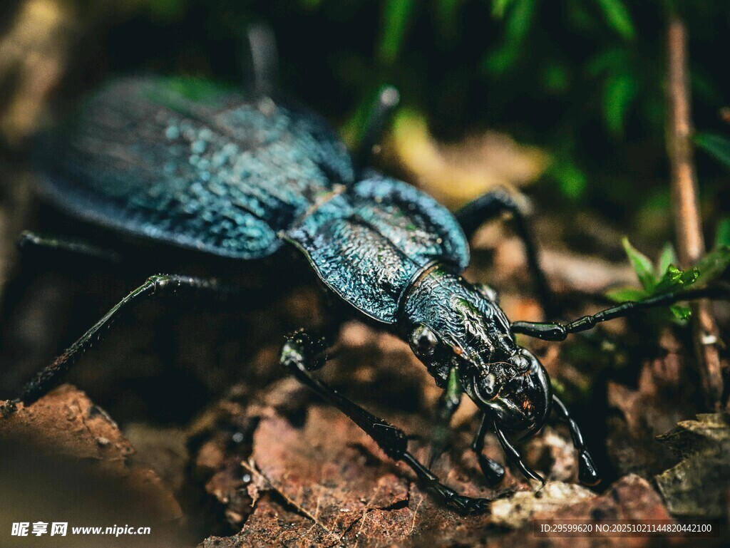 蓝黑色甲虫特写