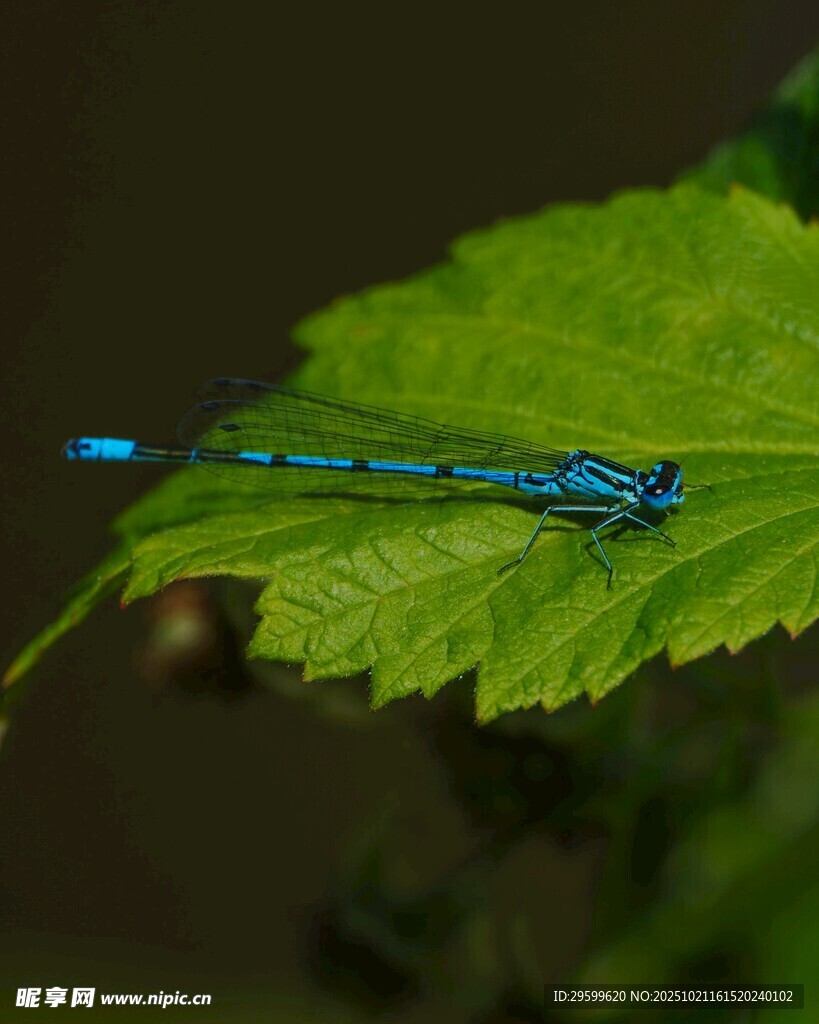 蓝蜻蜓静栖绿叶
