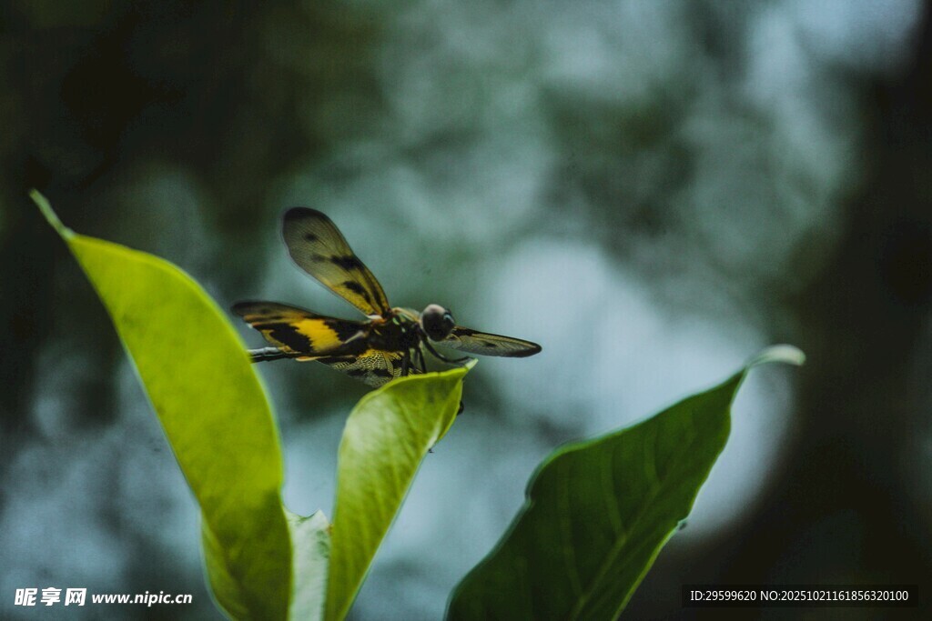 绿叶上的黄黑相间昆虫