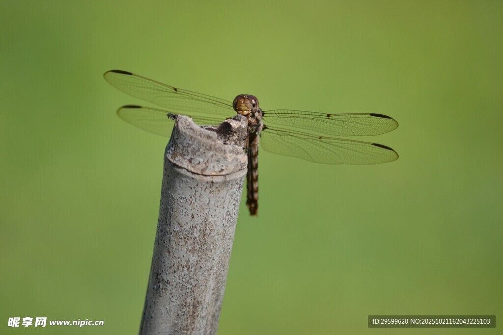 停在杆上的蜻蜓