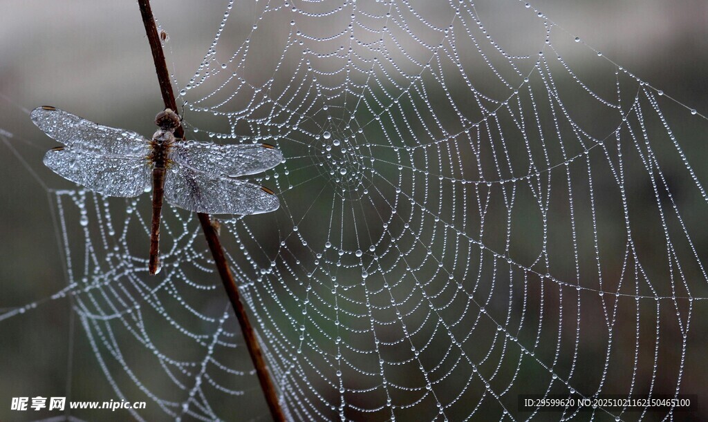 蛛网凝露的清晨美景